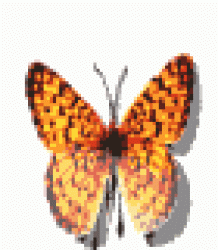 animal011[1]